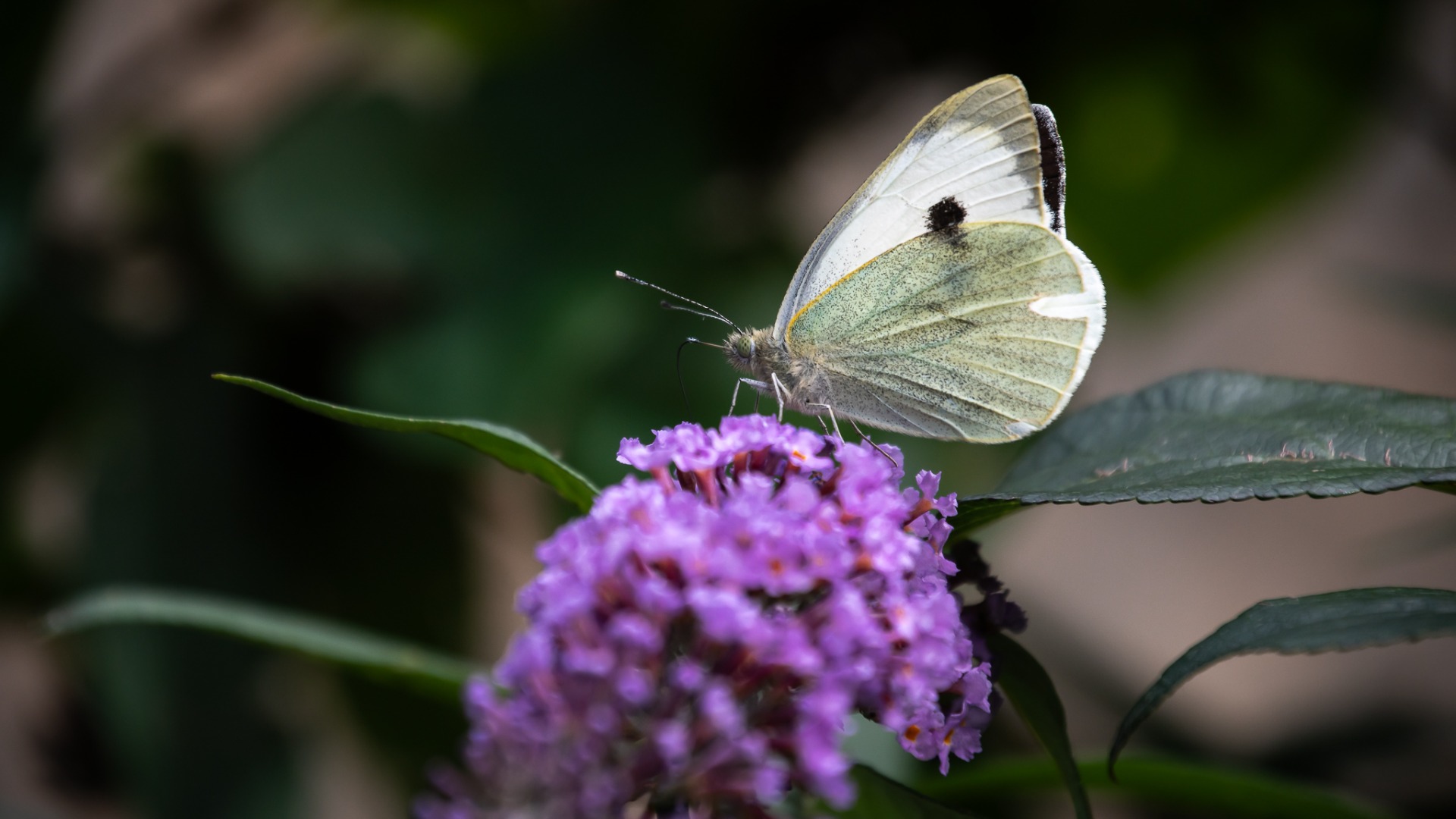 Small-white on Butterfly bush.