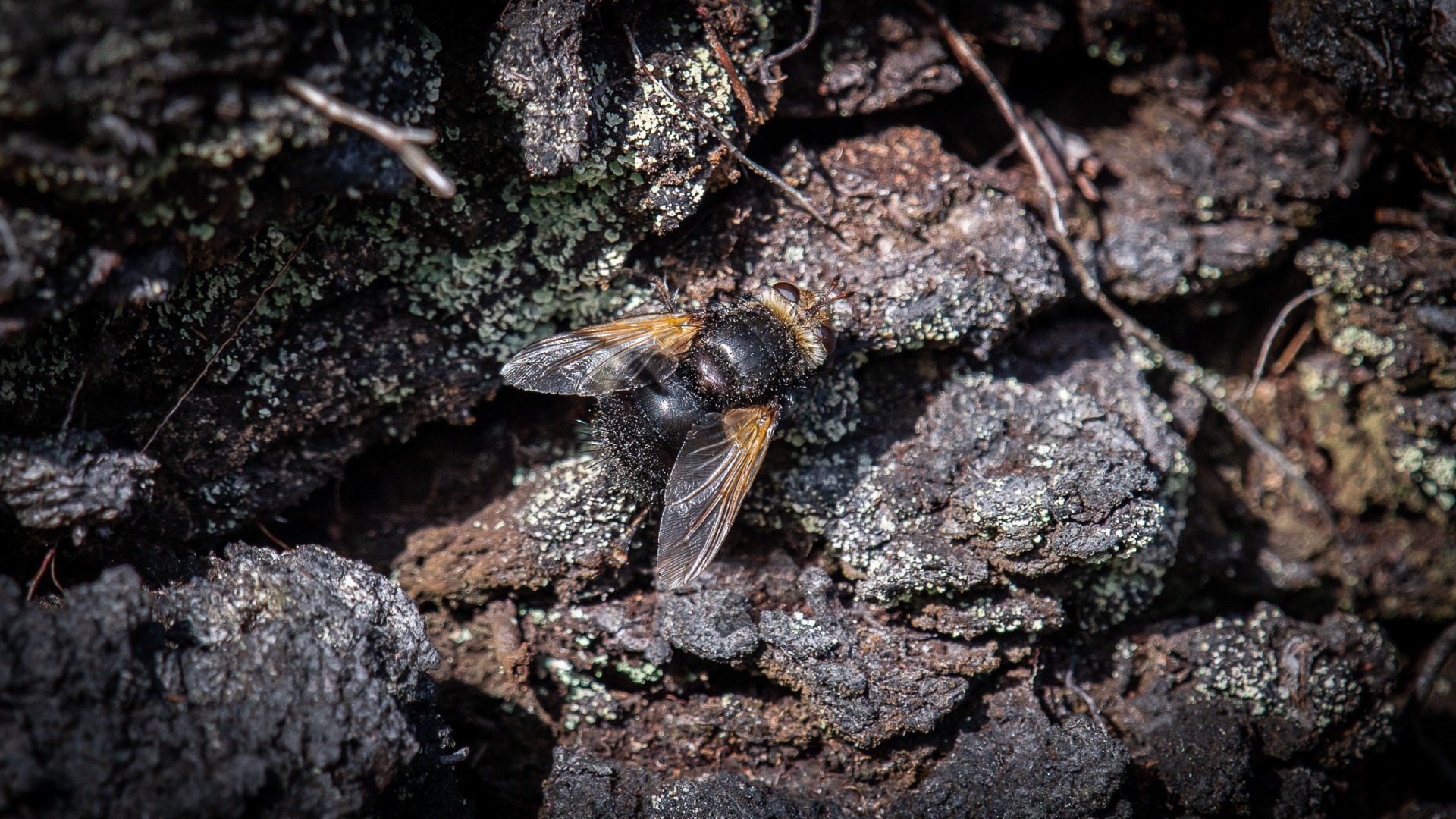 Tachina grossa, a very large tachinid fly that could easily be mistaken for a bumblebee.