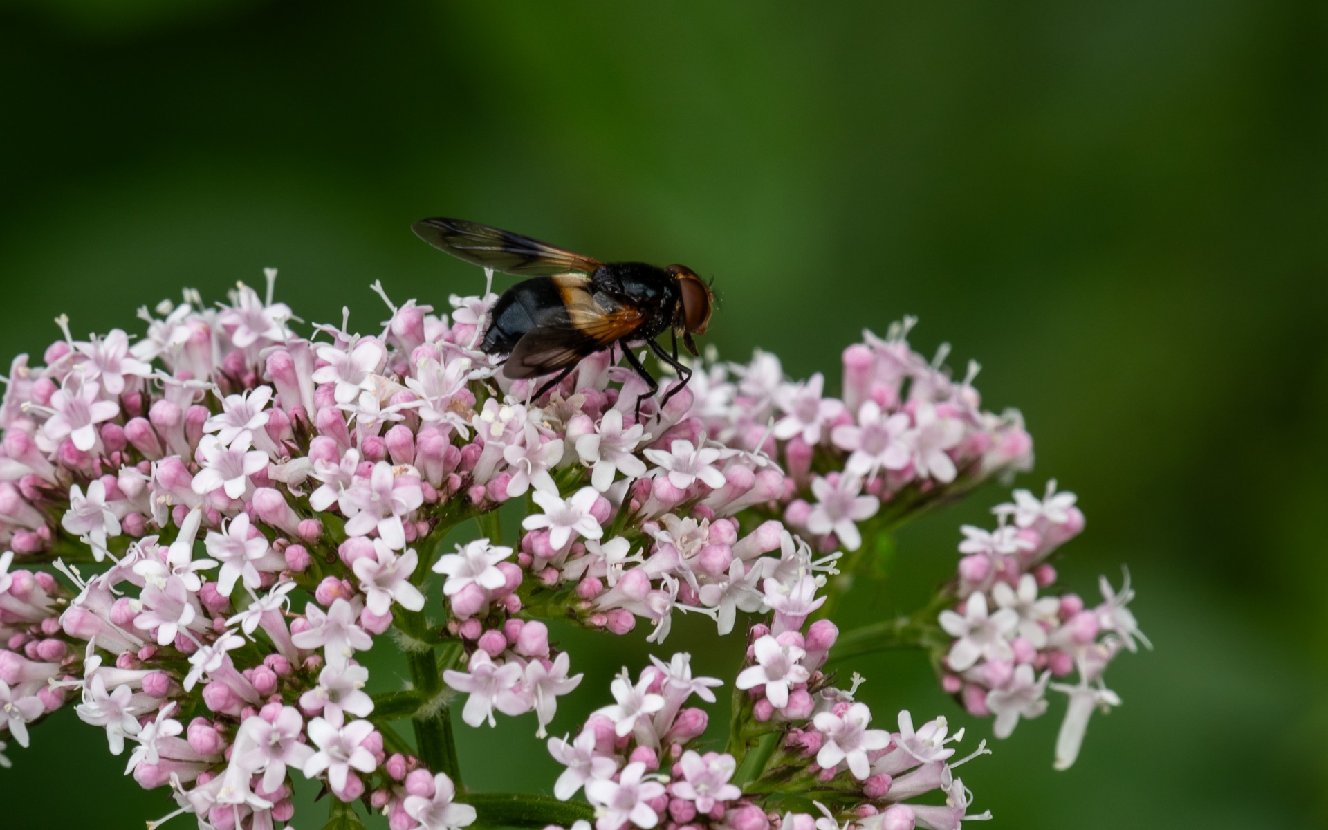 Pellucid Hover Fly (Volucella pellucens).