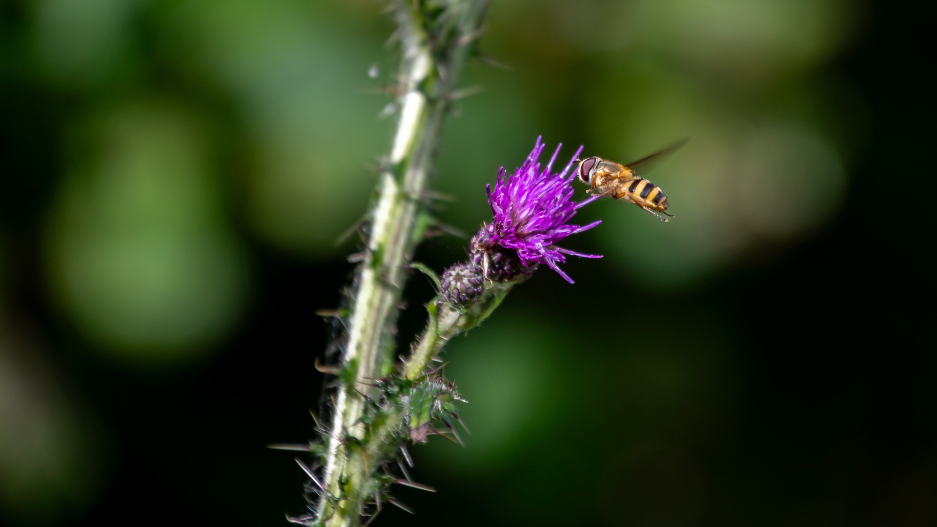 Hoverfly & thistle.