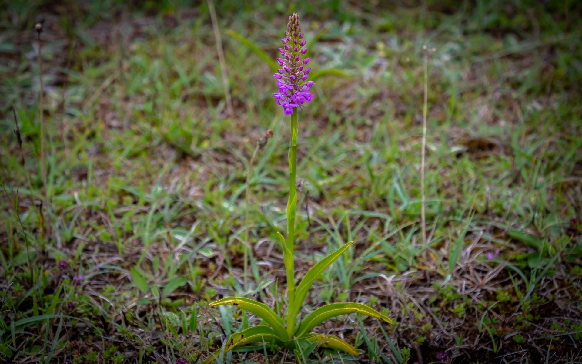 Fragrant Orchid flower.