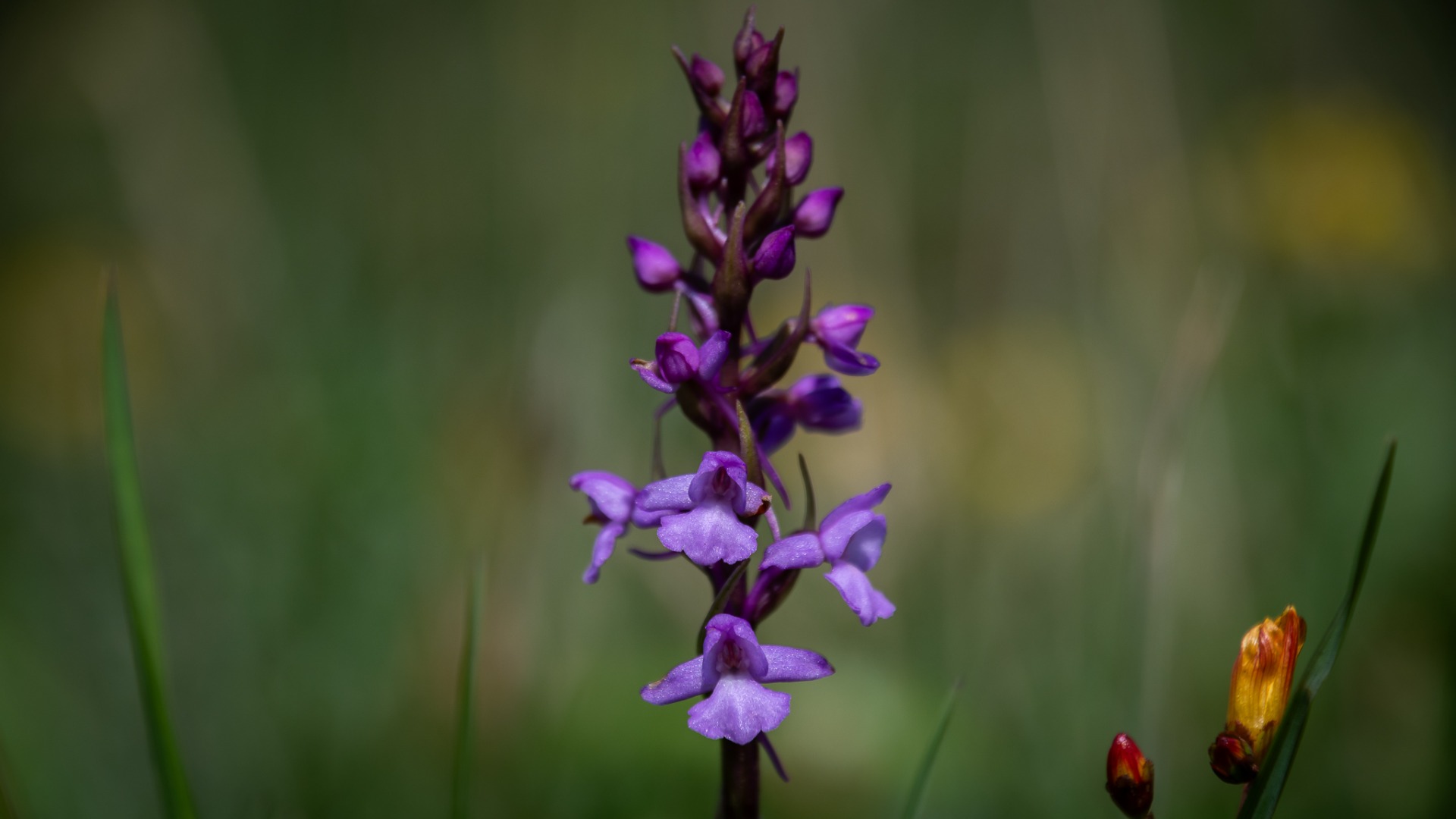 Fragrant Orchid (Gymnadenia).
