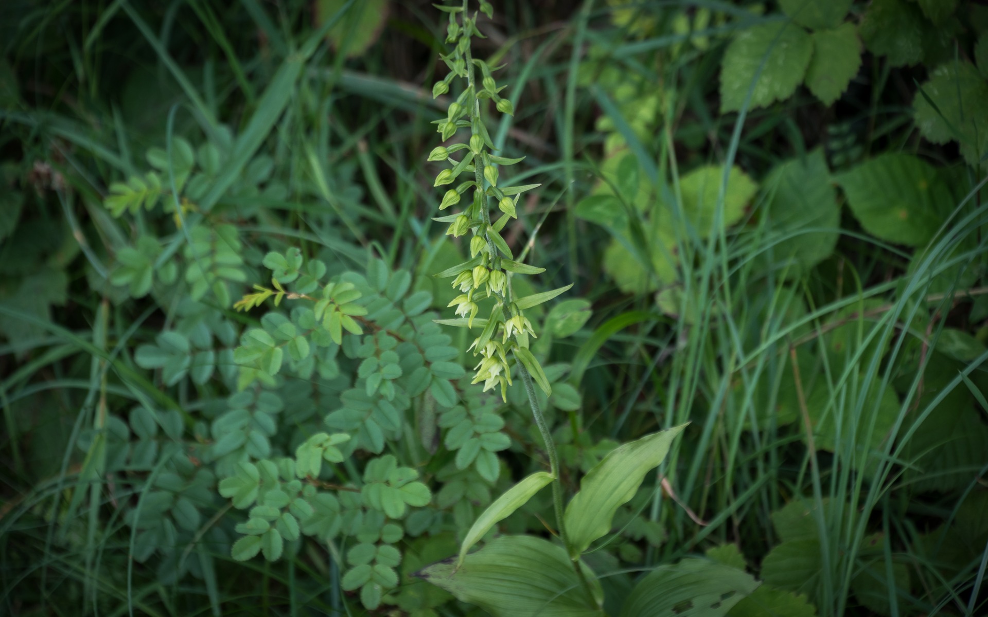 Broad-leaved Helleborine (Epipactis helleborine).