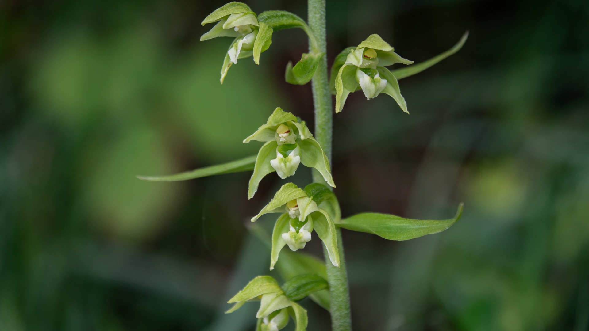 Broad-leaved Helleborine (Epipactis helleborine).