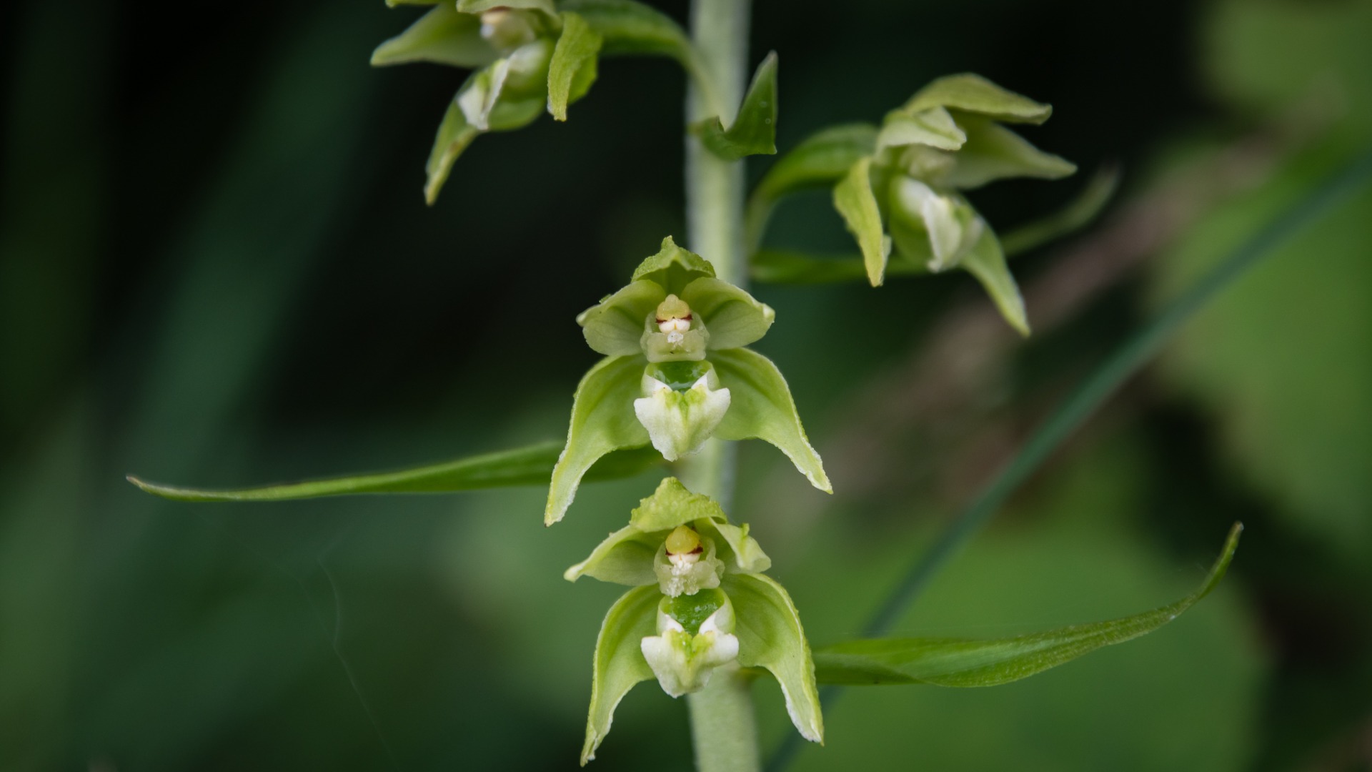 Broad-leaved Helleborine (Epipactis helleborine).