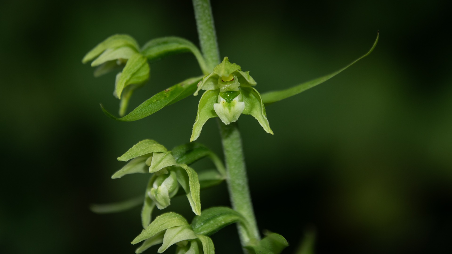 Broad-leaved Helleborine (Epipactis helleborine).