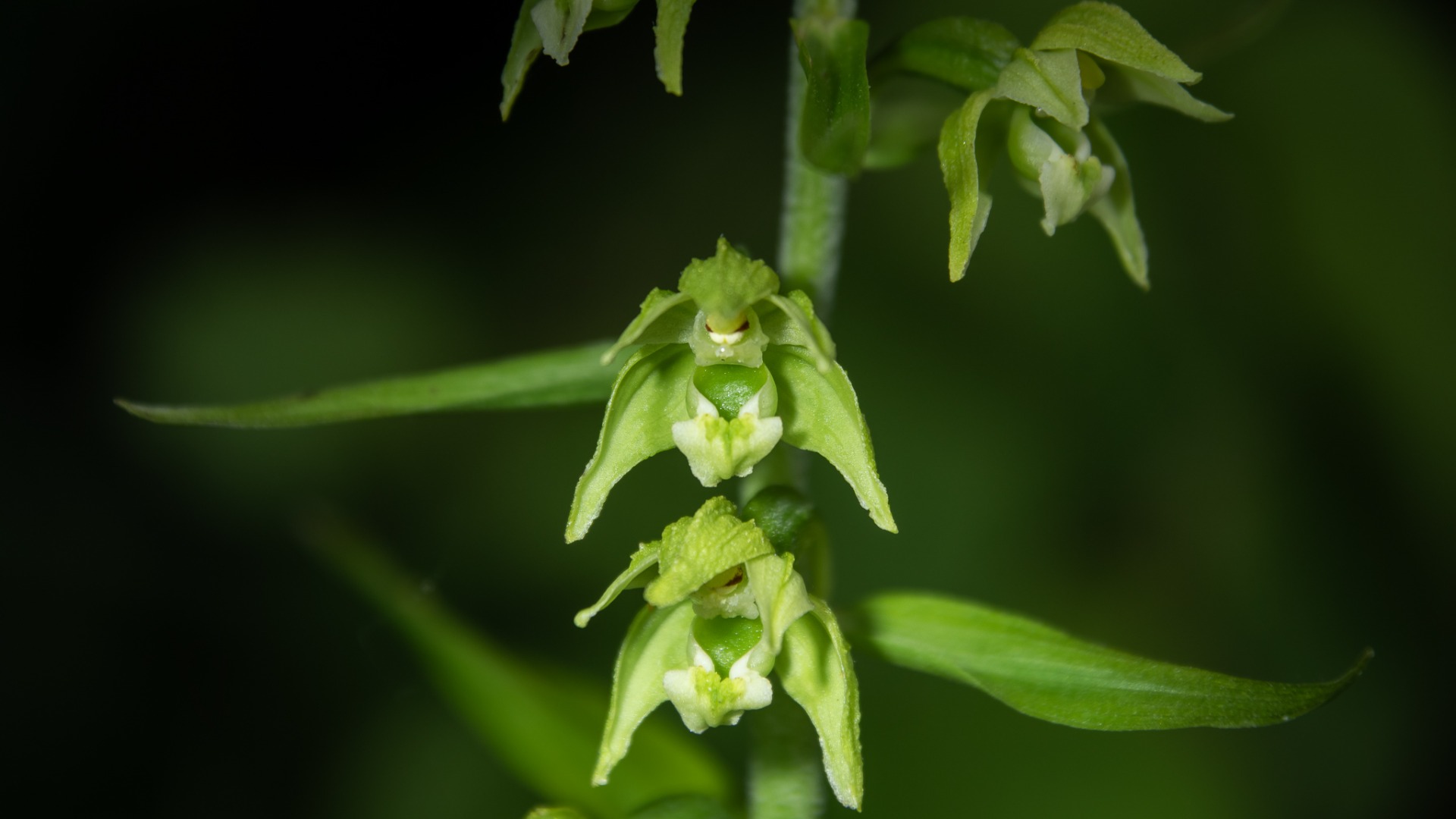 Broad-leaved Helleborine (Epipactis helleborine).