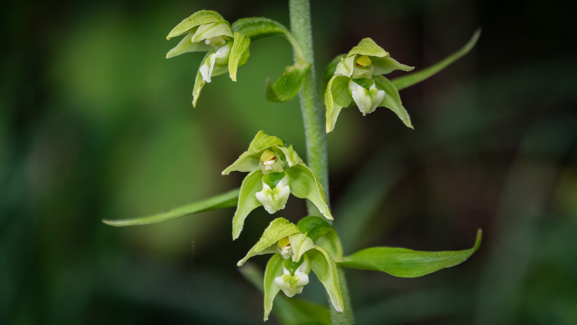 Broad-leaved Helleborine (Epipactis helleborine).