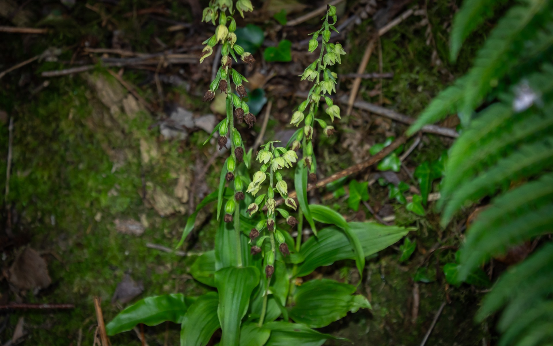 Broad-leaved Helleborine (Epipactis helleborine) on the riverbank walk at O'Briensbridge, County Clare.