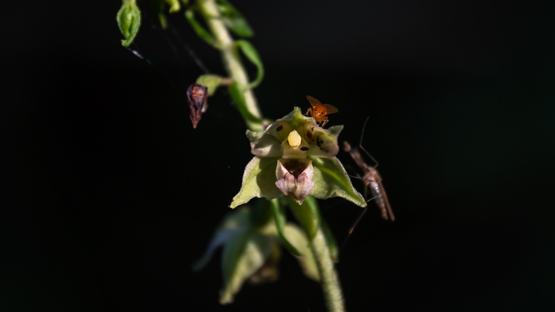 Broad-leaved Helleborine (Epipactis helleborine).