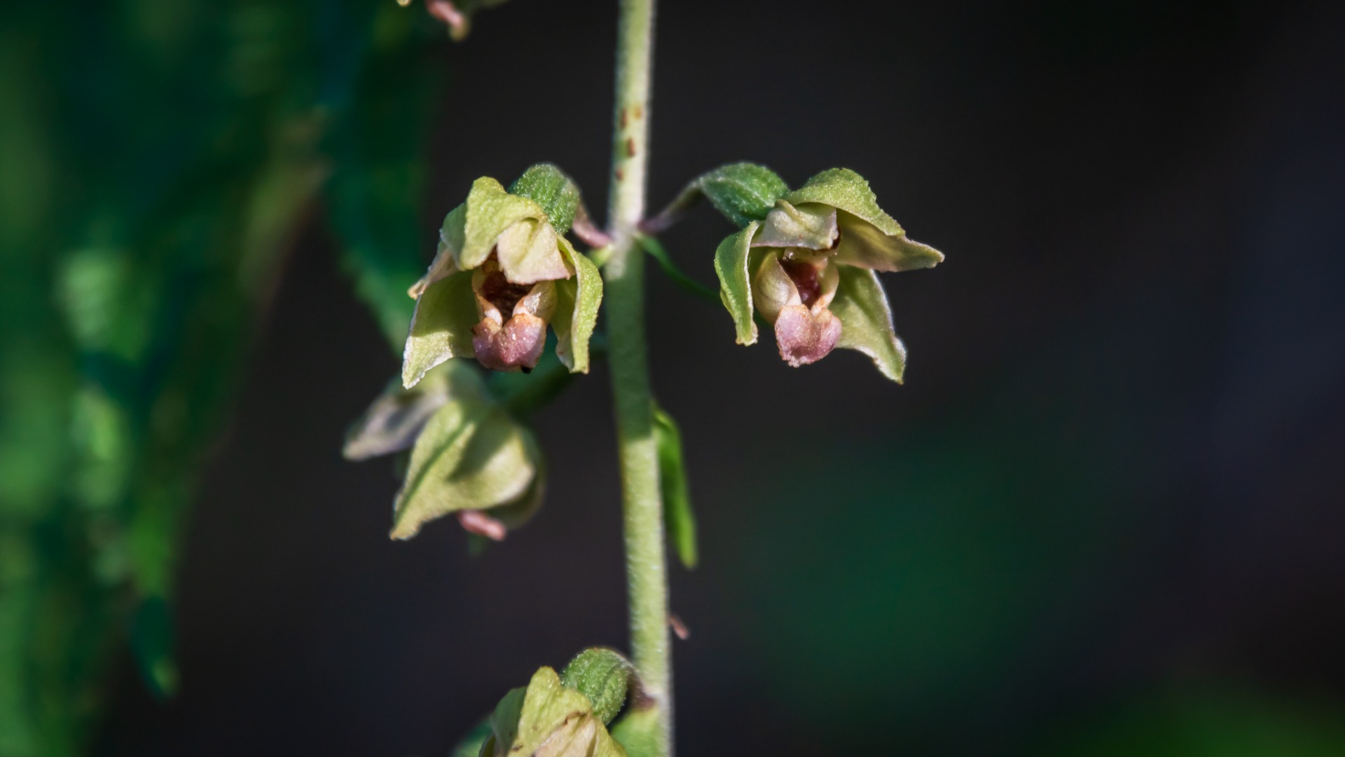 Broad-leaved Helleborine (Epipactis helleborine).