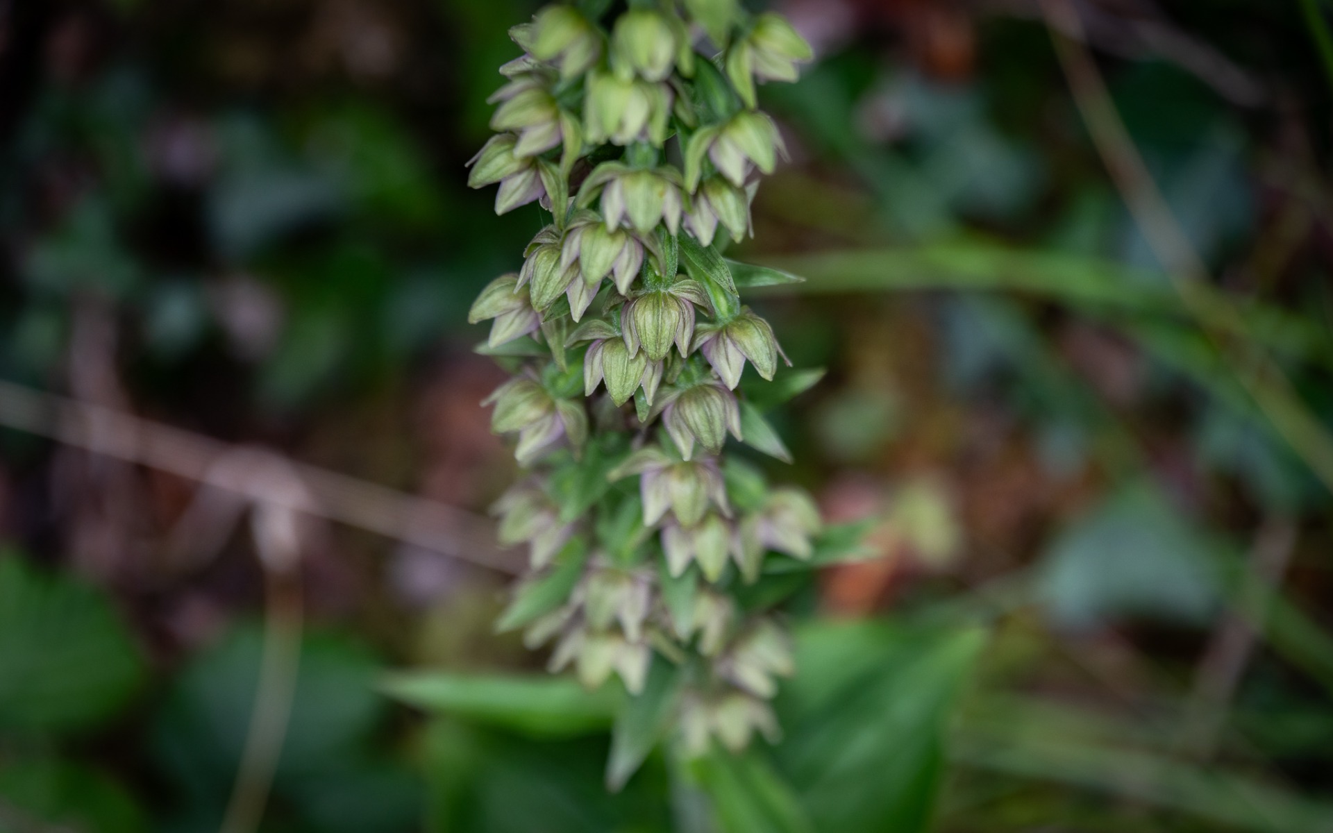 Broad-leaved Helleborine (Epipactis helleborine).