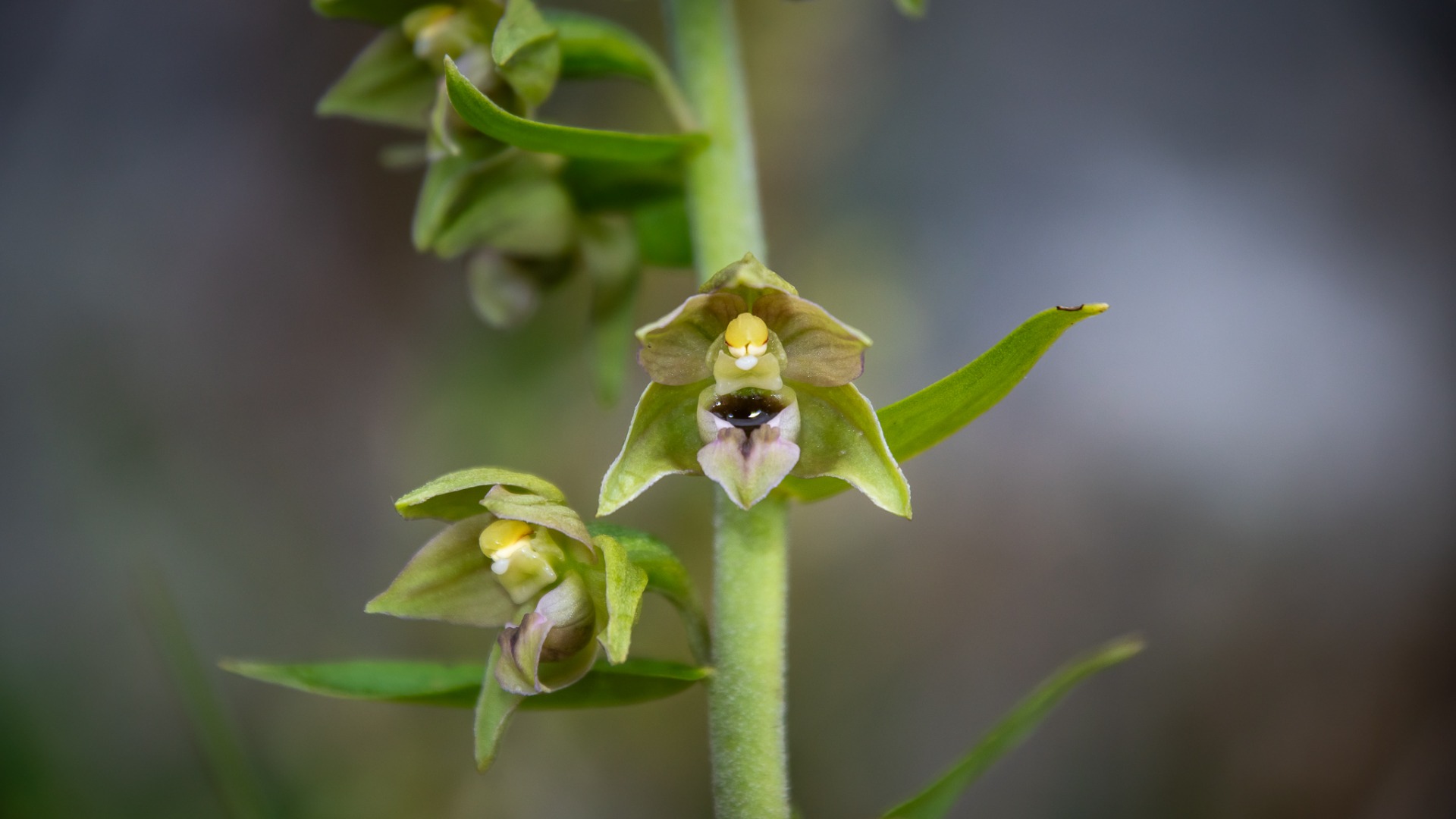 Broad-leaved Helleborine (Epipactis helleborine).