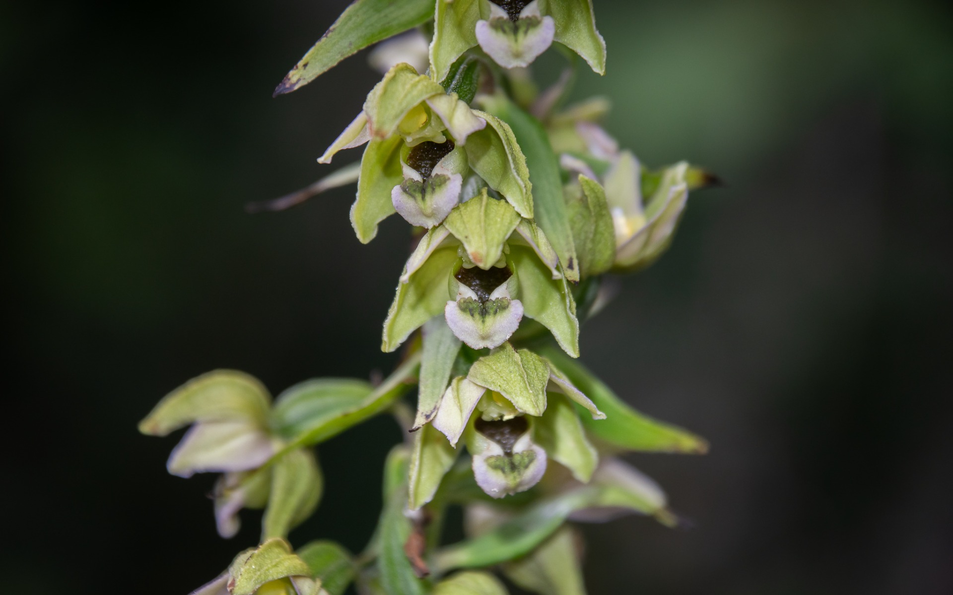 Broad-leaved Helleborine (Epipactis helleborine).