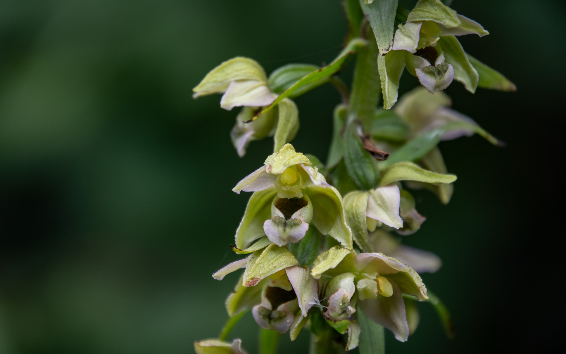 Broad-leaved Helleborine (Epipactis helleborine).
