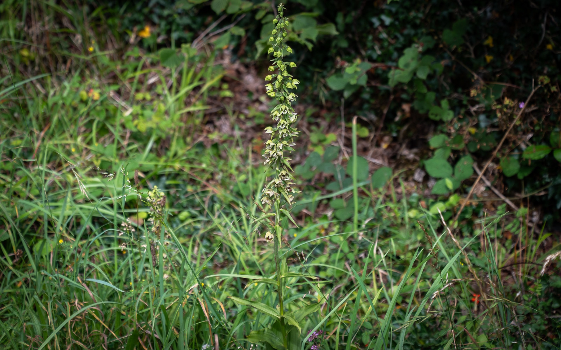 Broad-leaved Helleborine (Epipactis helleborine).