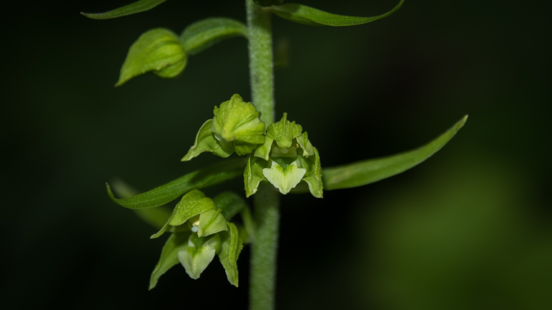 Broad-leaved Helleborine (Epipactis helleborine).