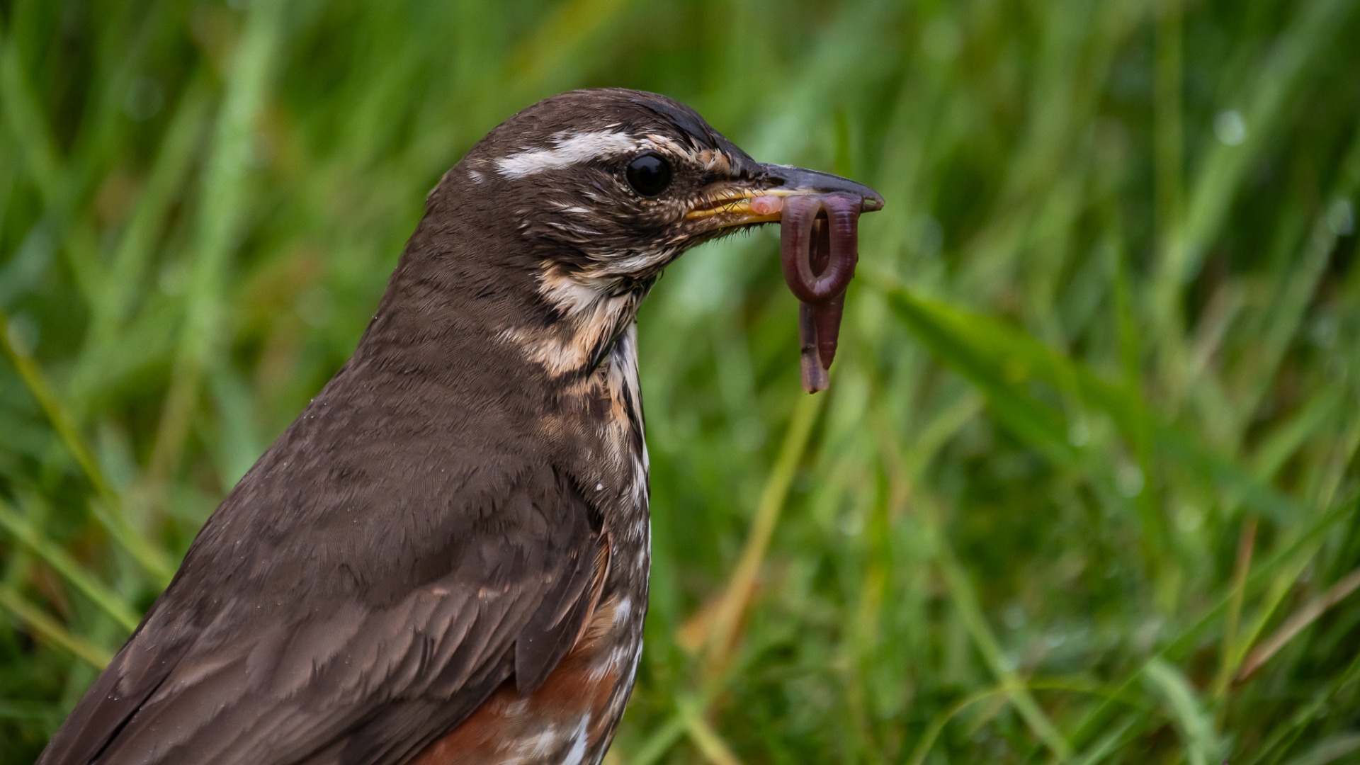 Redwing (Turdus iliacus) with worm in beak.