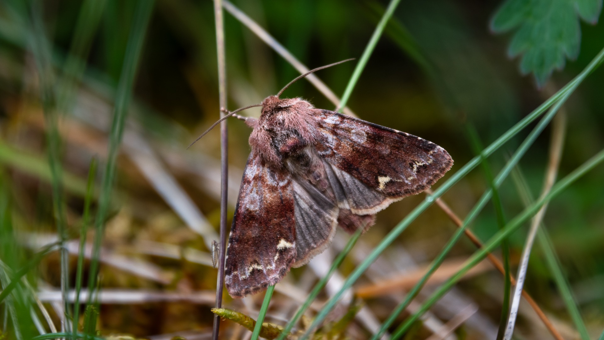 Broom Moth (Ceramica pisi).