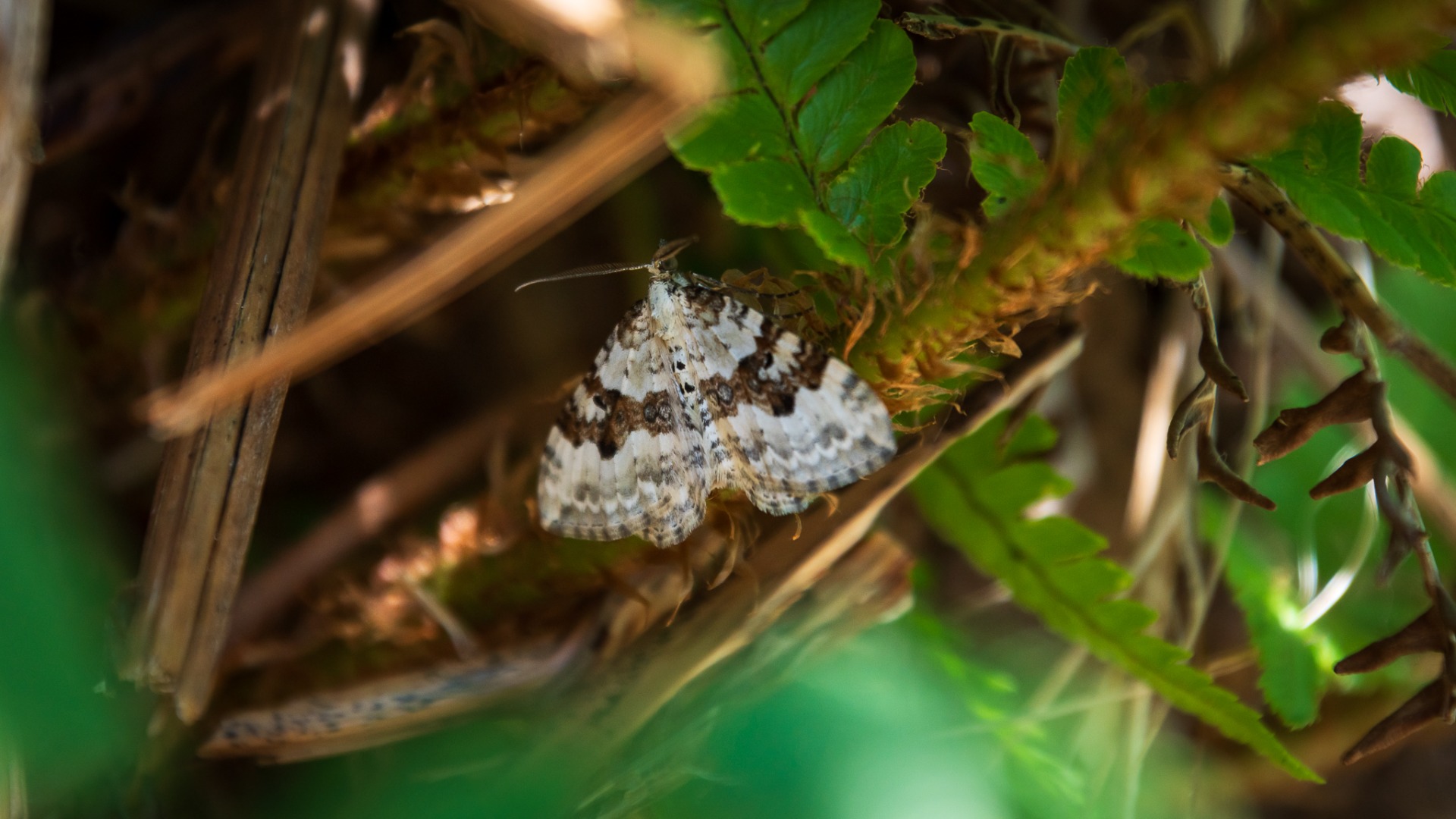 Silver-ground Carpet (Xanthorhoe montanata).