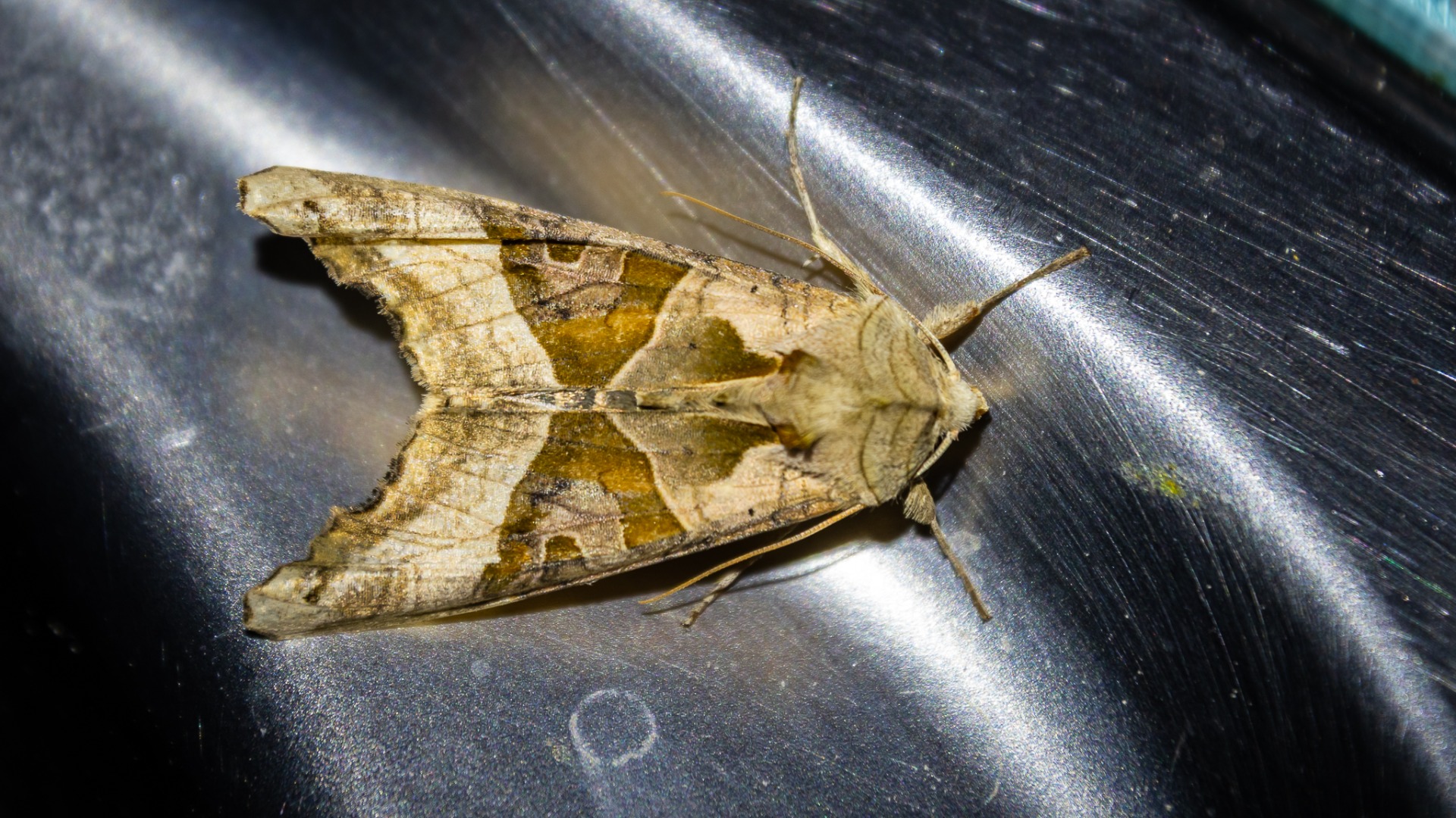 Angle Shades (Phlogophora meticulosa).