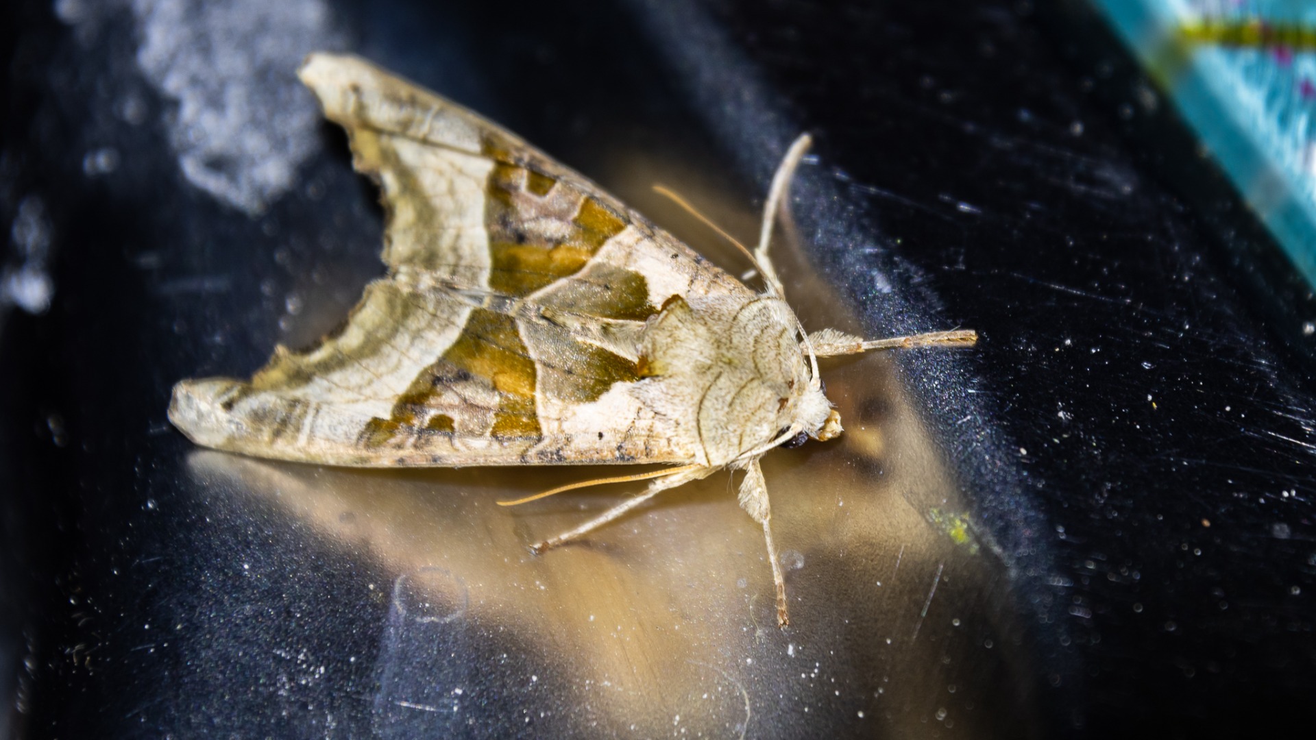 Angle Shades Moth (Phlogophora meticulosa).