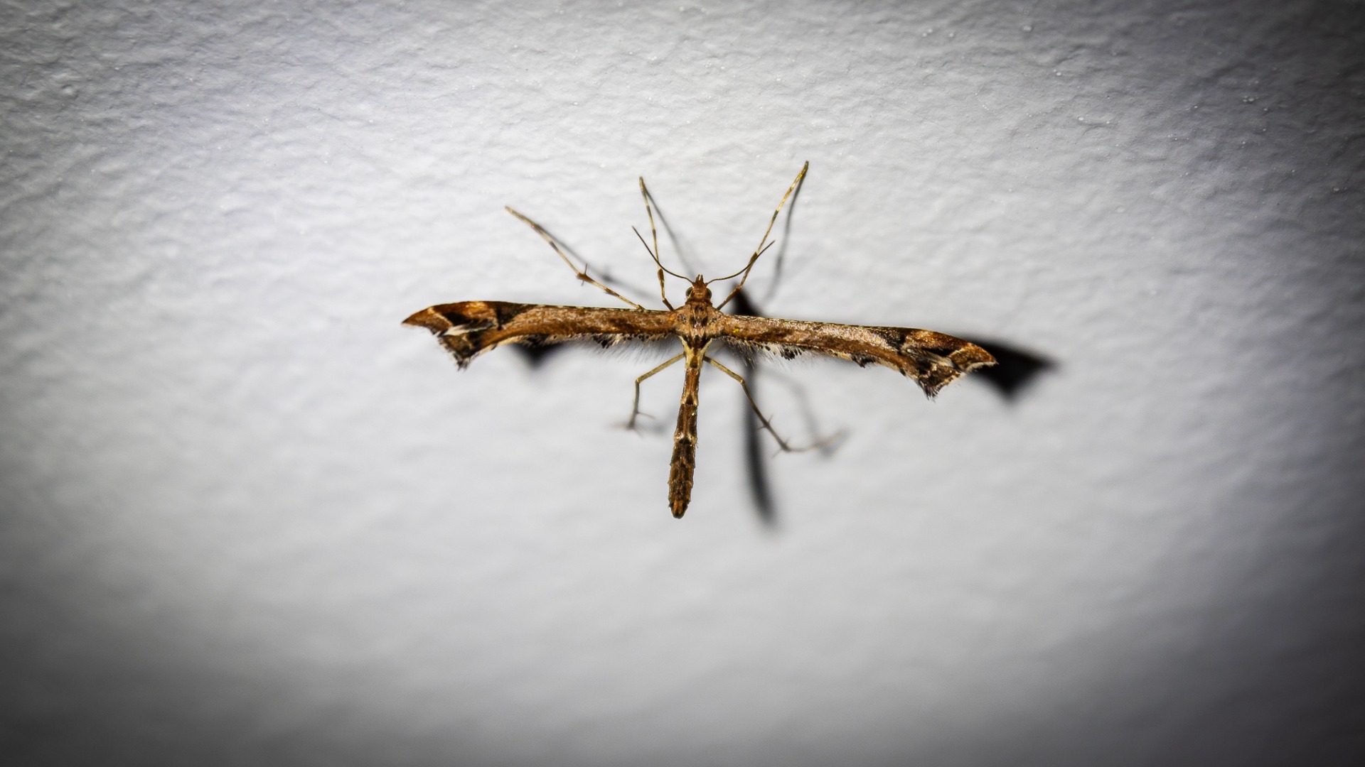 Beautiful Plume (Amblyptilia acanthadactyla).