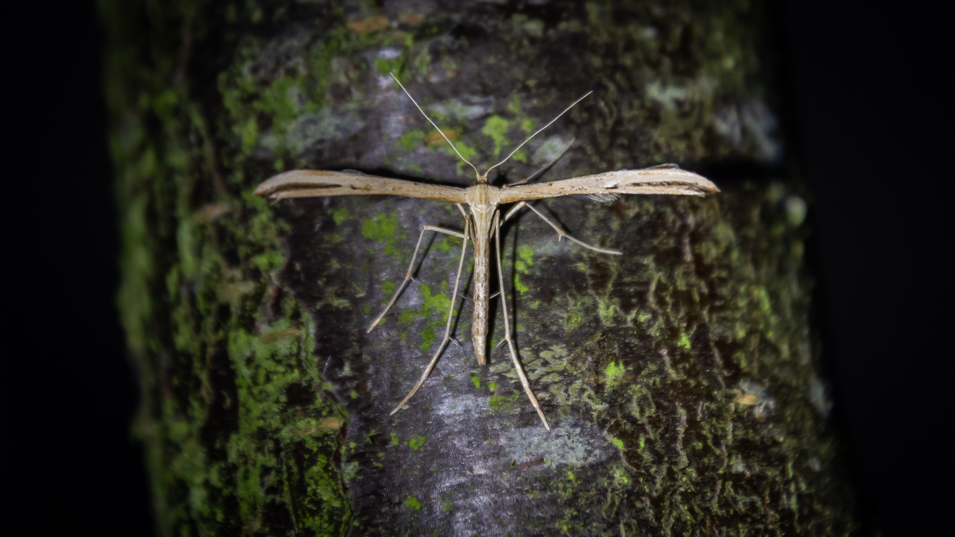 Common Plume (Emmelina monodactyla).