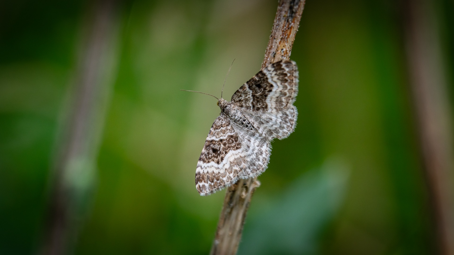 Common Carpet (Epirrhoe alternata).