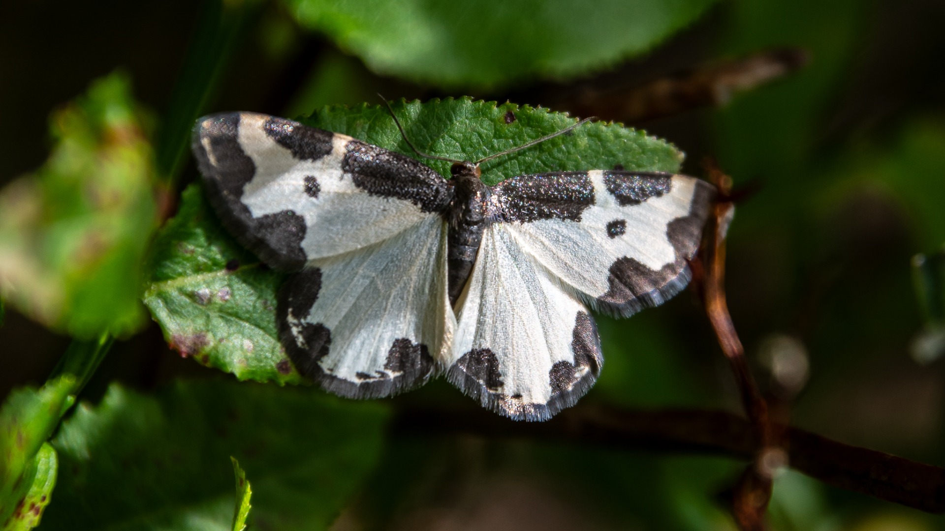 Clouded Border (Lomaspilis marginata).